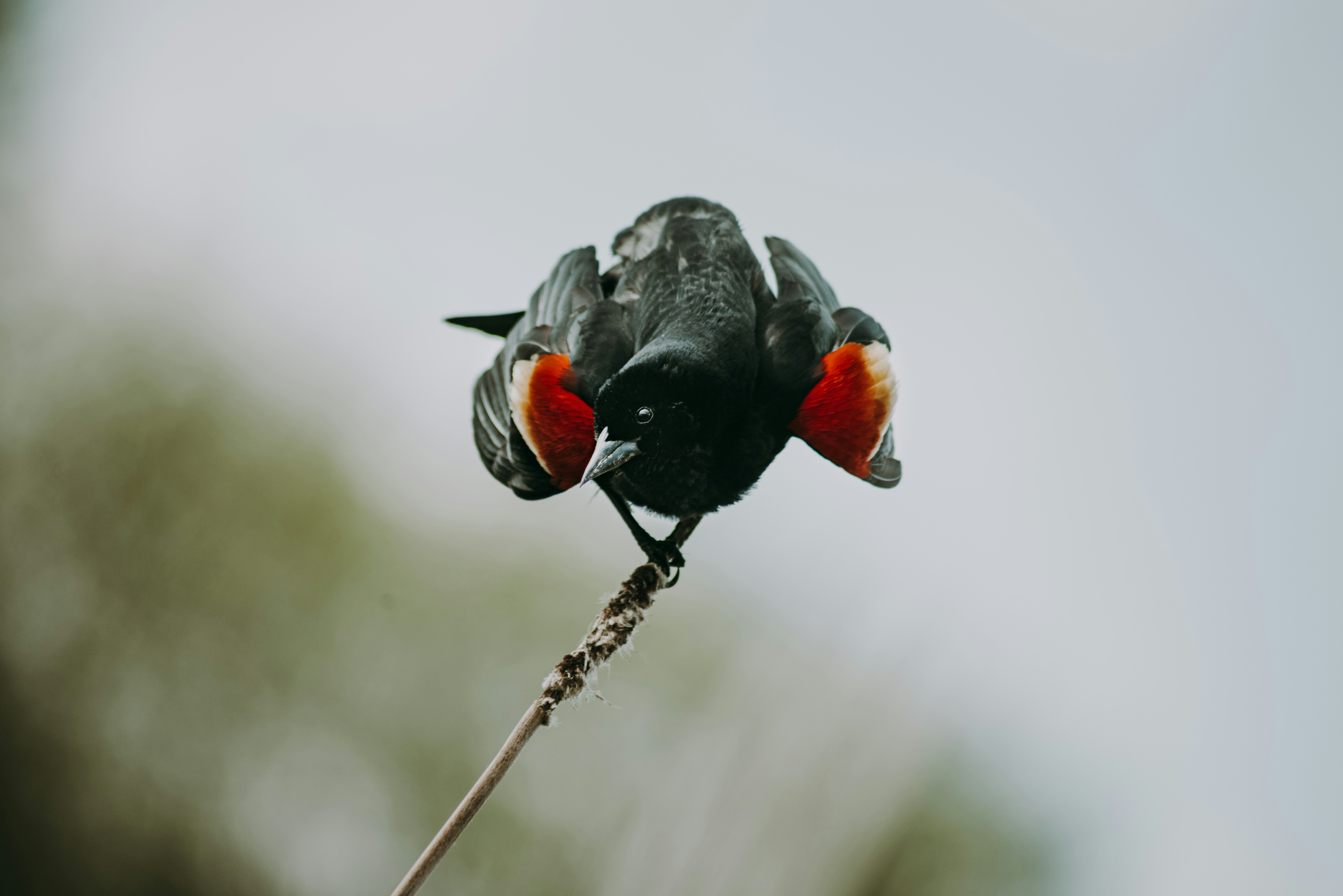 black and red bird on brown branch